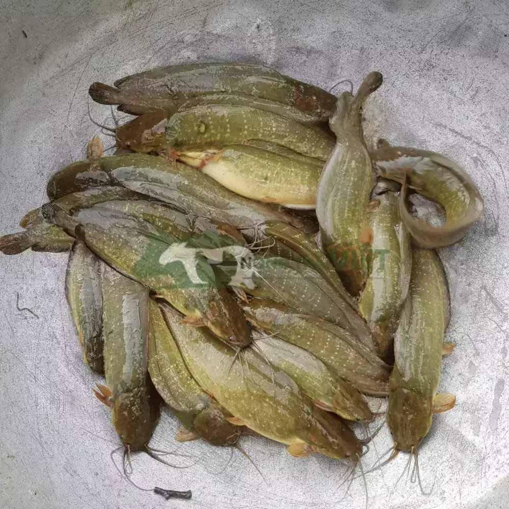 Cá rê vàng - Cá trê ta