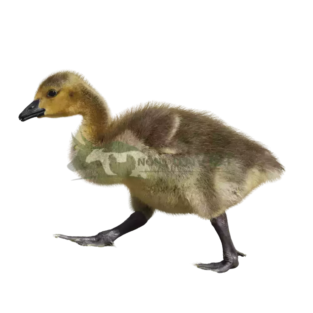 Ngỗng Sư Tử Hà Nam Giống