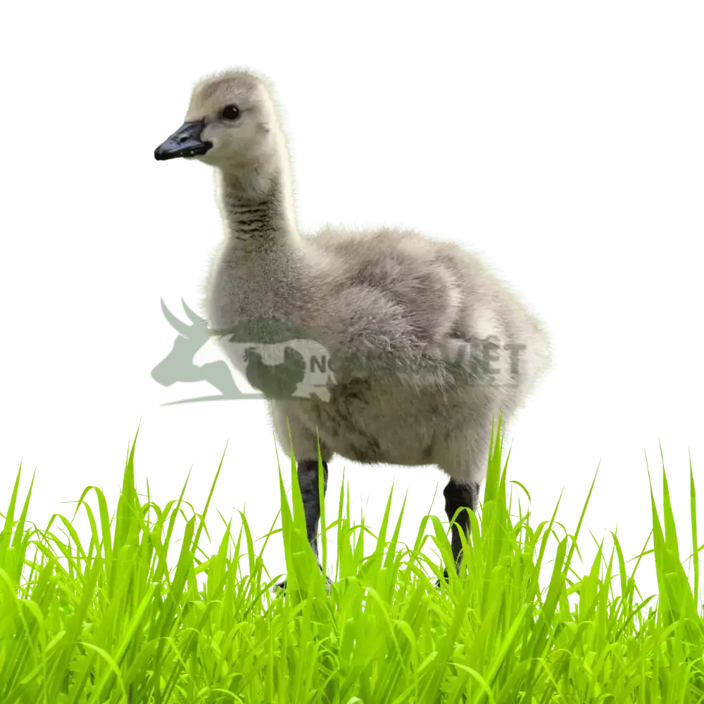 Ngỗng sư tử thuần chủng