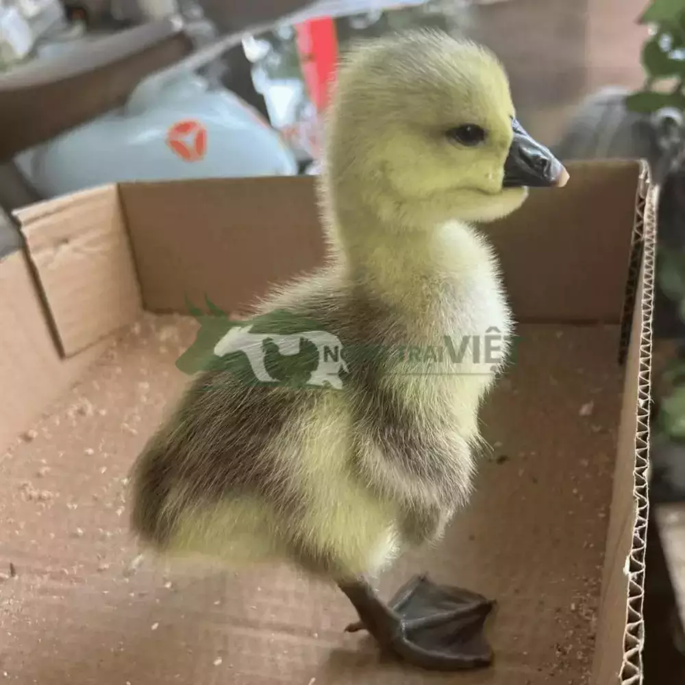 Ngỗng sư tử thuần chủng