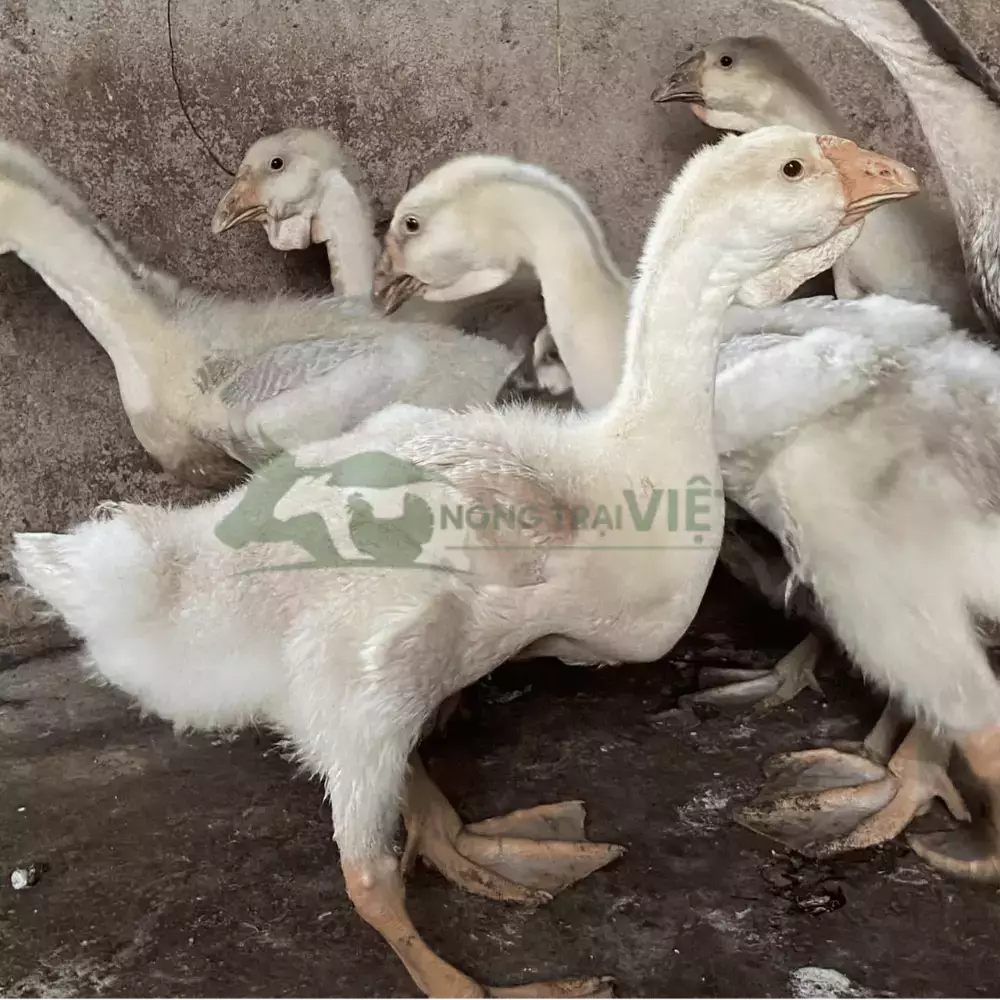 Ngỗng sư tử thuần chủng