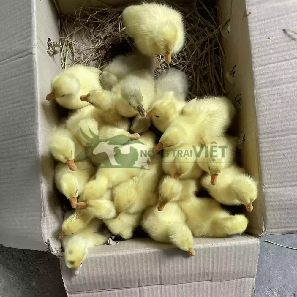 Ngỗng sư tử thuần chủng