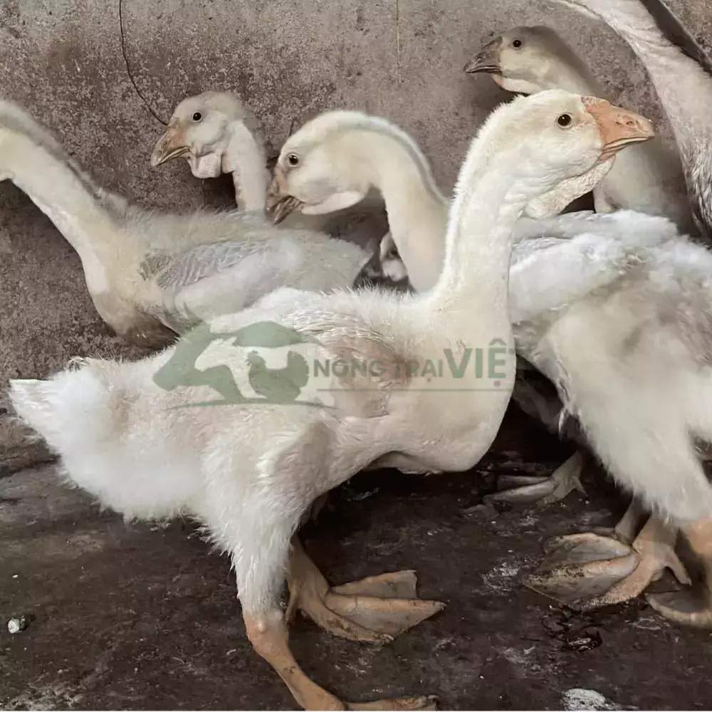 Ngỗng sư tử thuần chủng