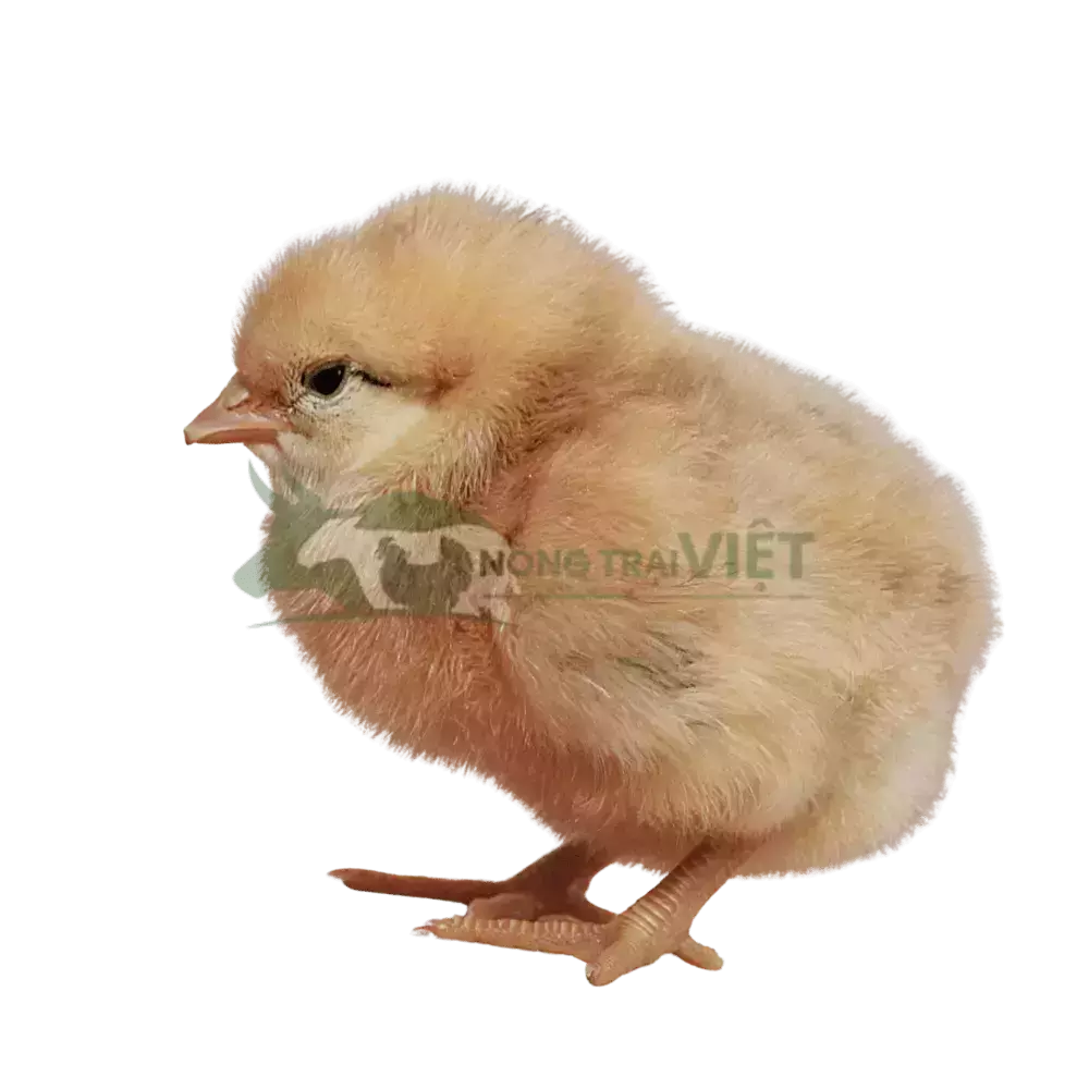 Gà Mía Thuần Sơn Tây