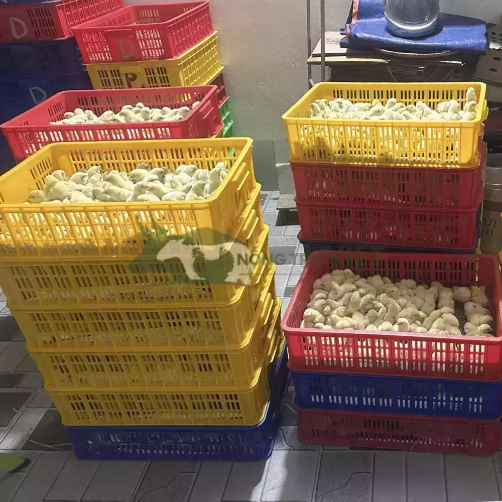 Gà Mía Thuần Sơn Tây