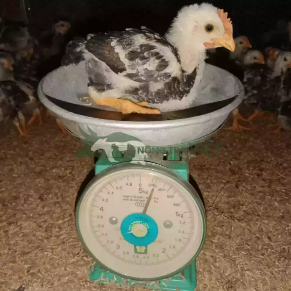 Gà Mía Thuần Sơn Tây