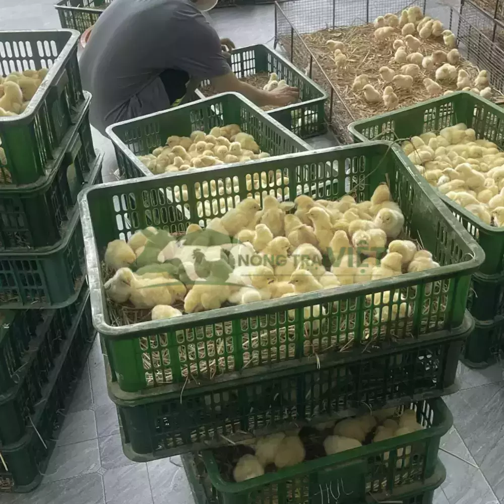 Gà Mía Thuần Sơn Tây