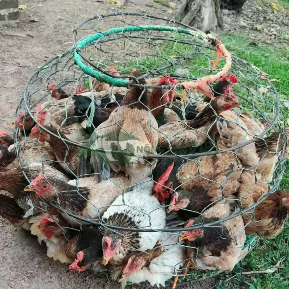 Gà Mía Thuần Sơn Tây