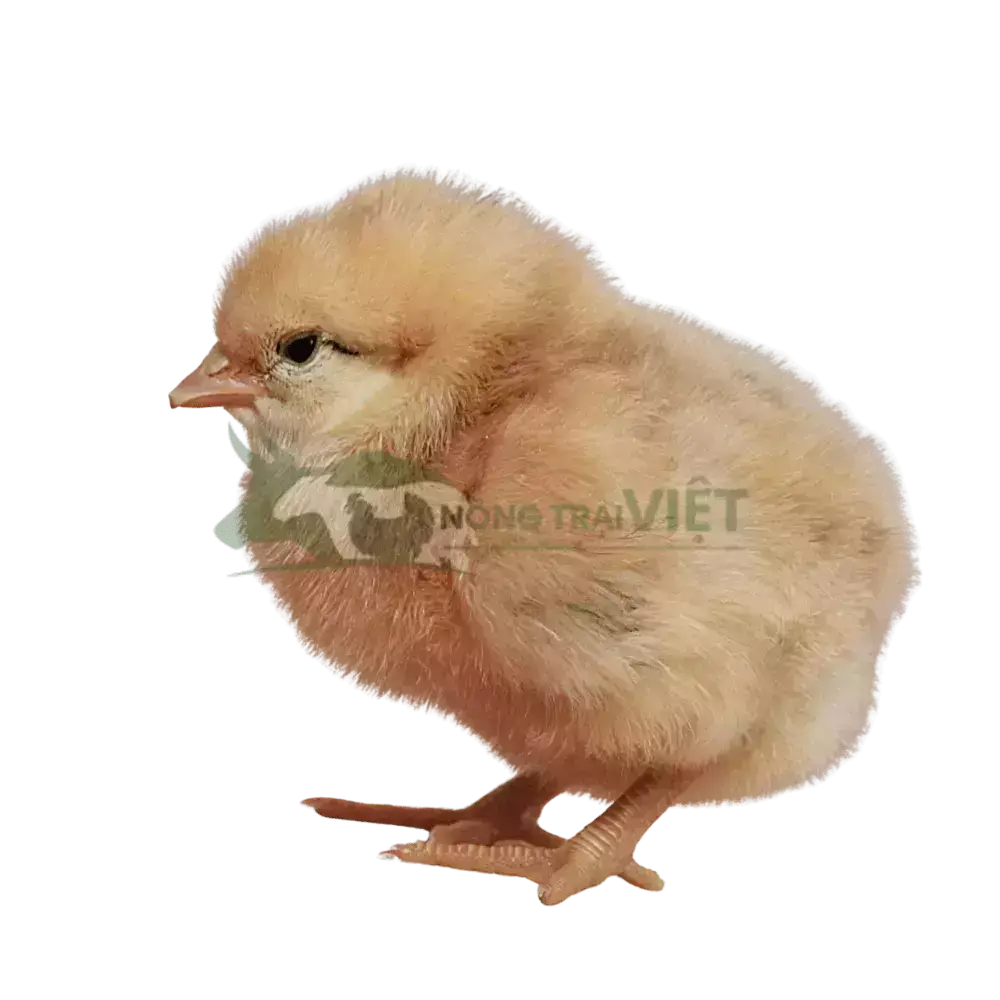 Gà Mía Thuần Sơn Tây