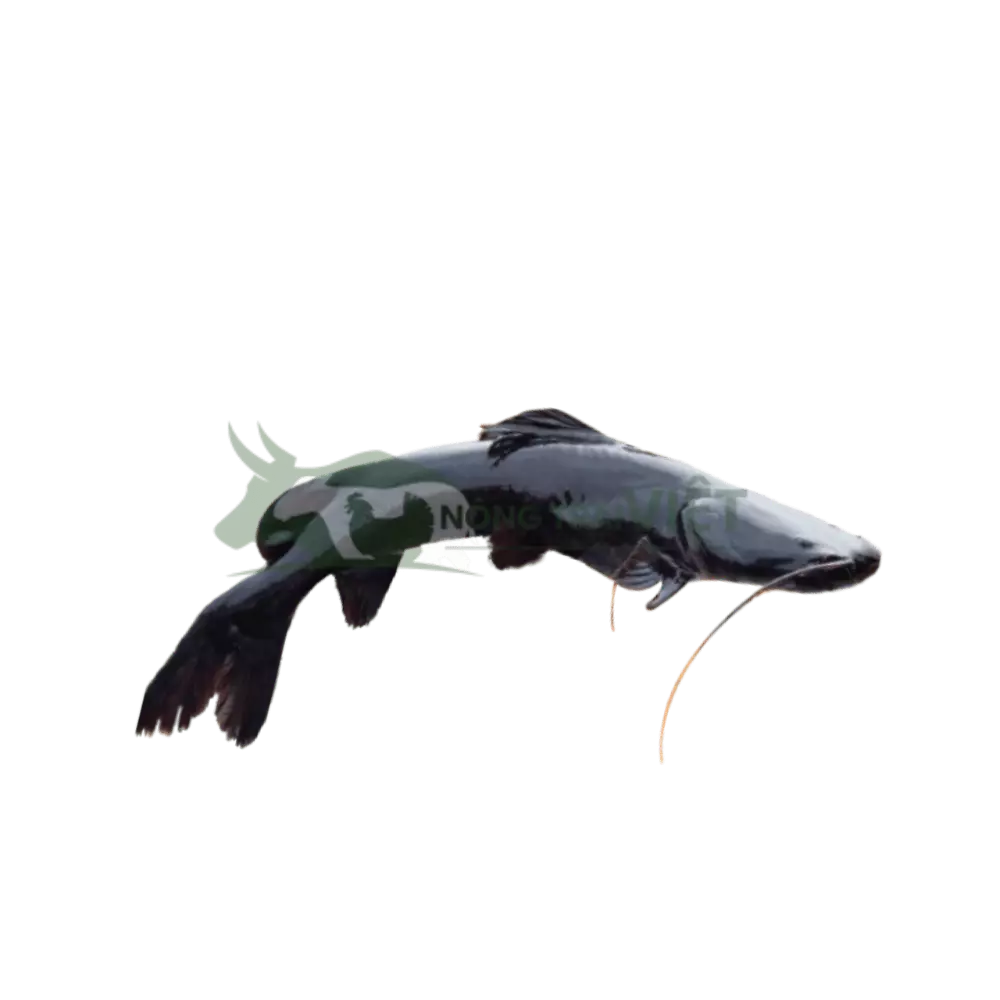 Cá lăng đuôi đỏ giống