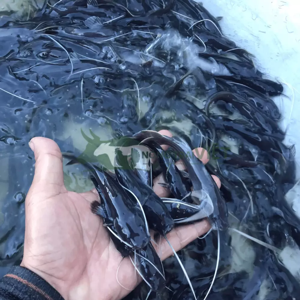 Cá lăng đuôi đỏ giống