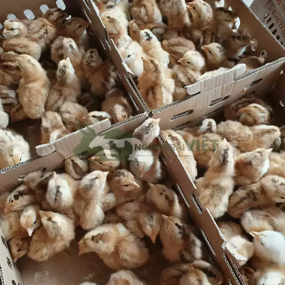 Gà mía lai giống