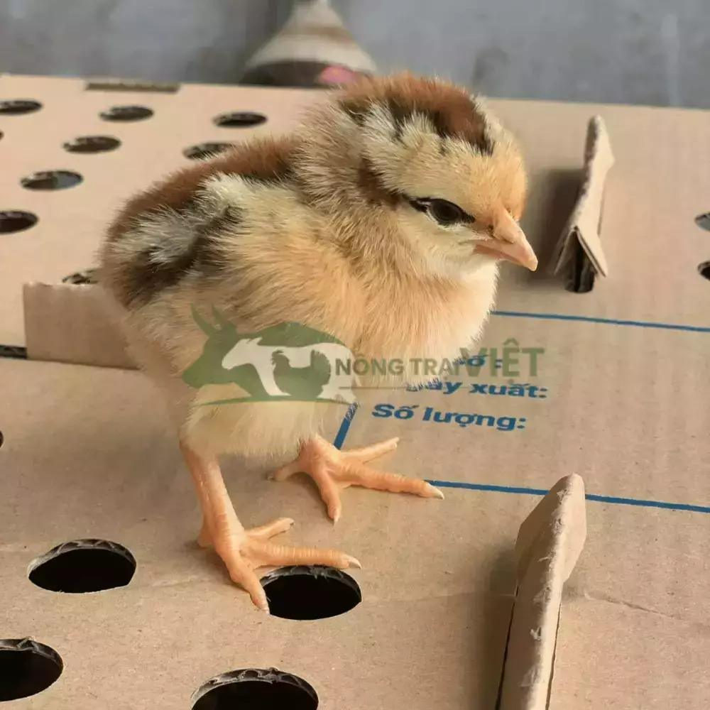 Gà mía lai giống