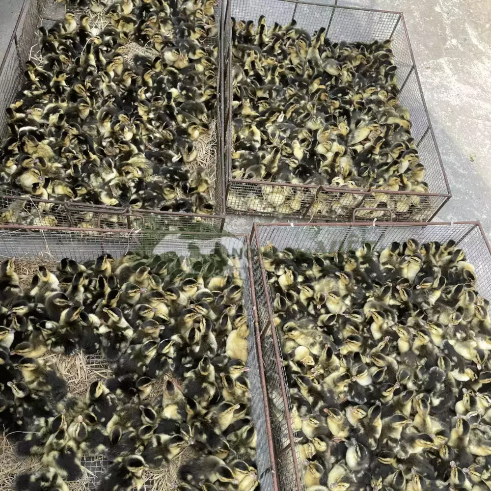 Vịt trời giống