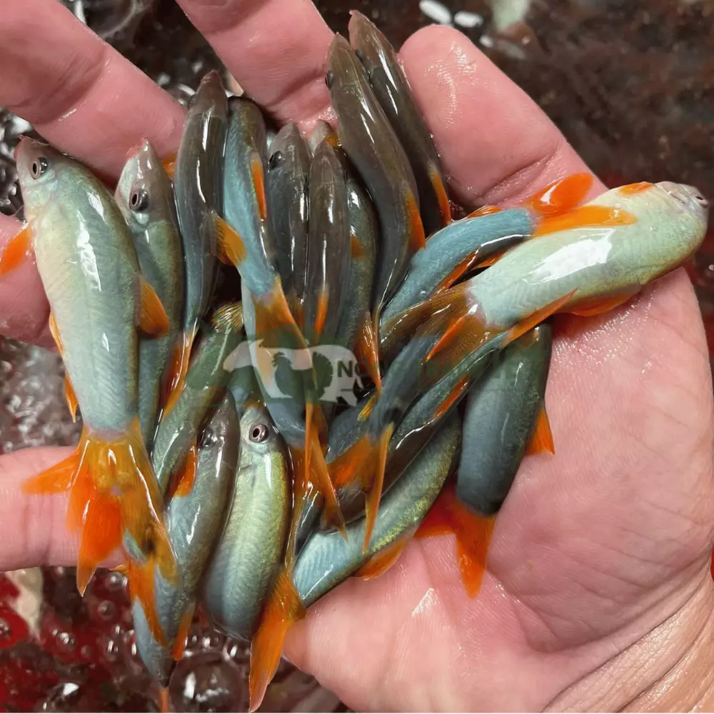 Cá heo đuôi đỏ