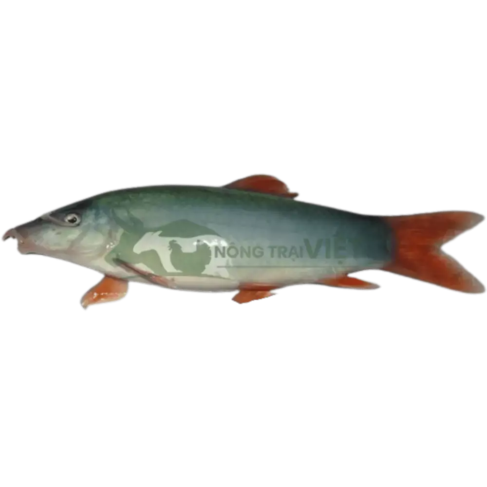 Cá heo đuôi đỏ