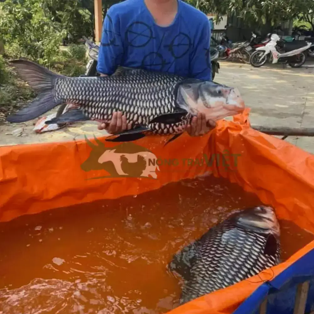 Cá hô giống