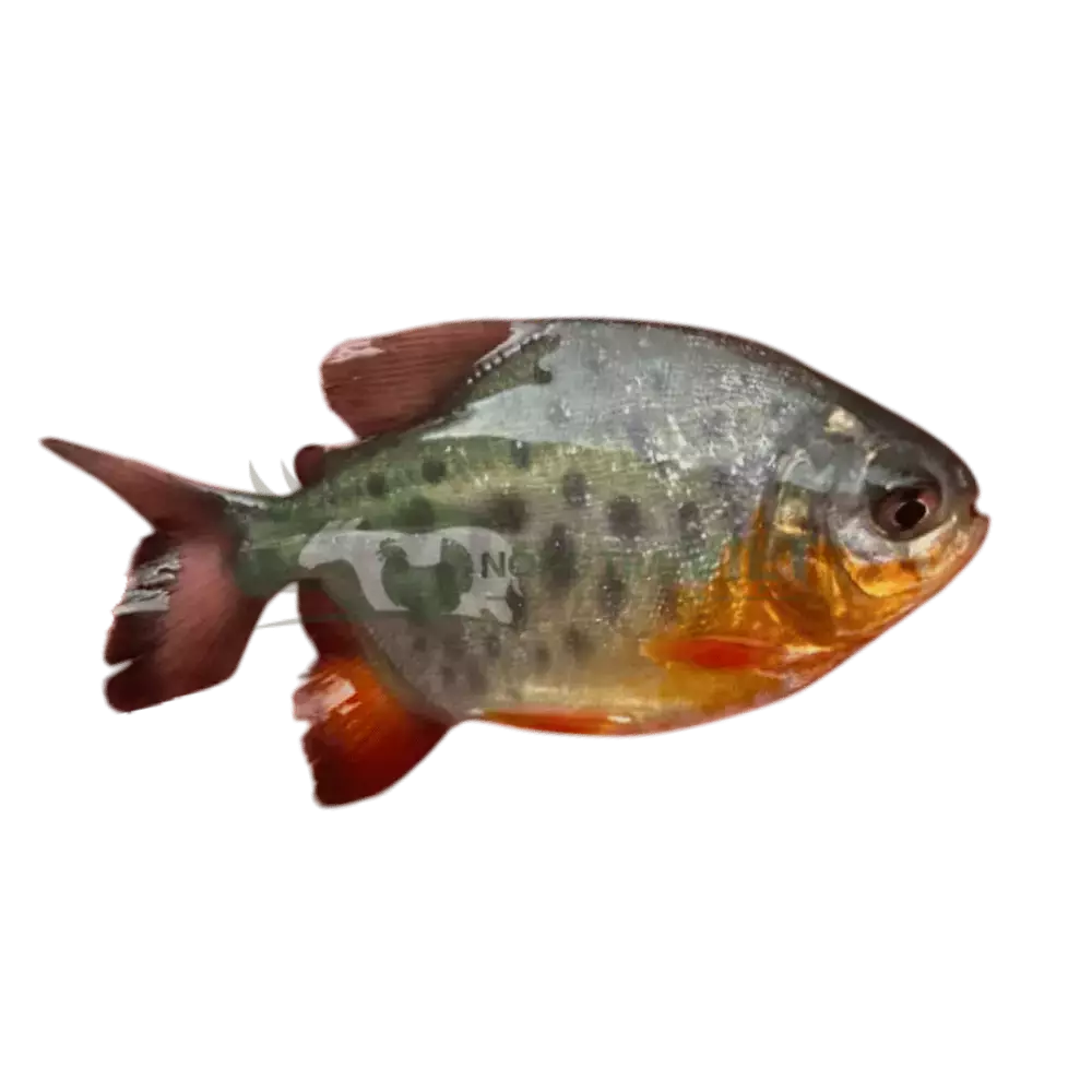 Cá chim vây đỏ giống