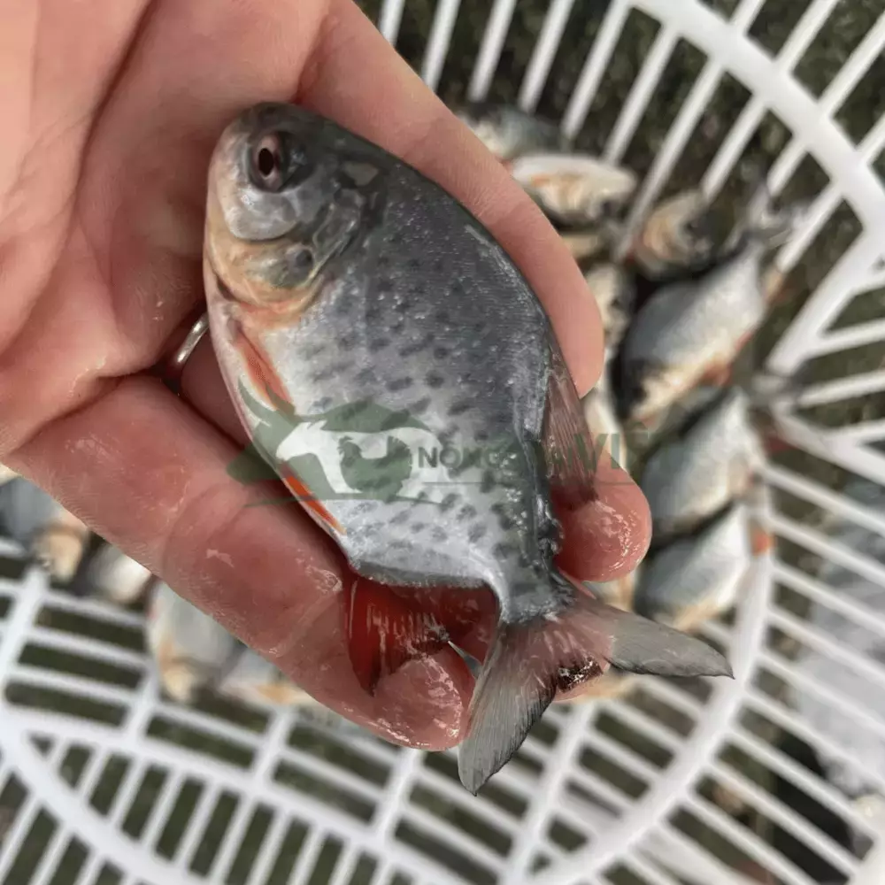 Cá chim vây đỏ giống