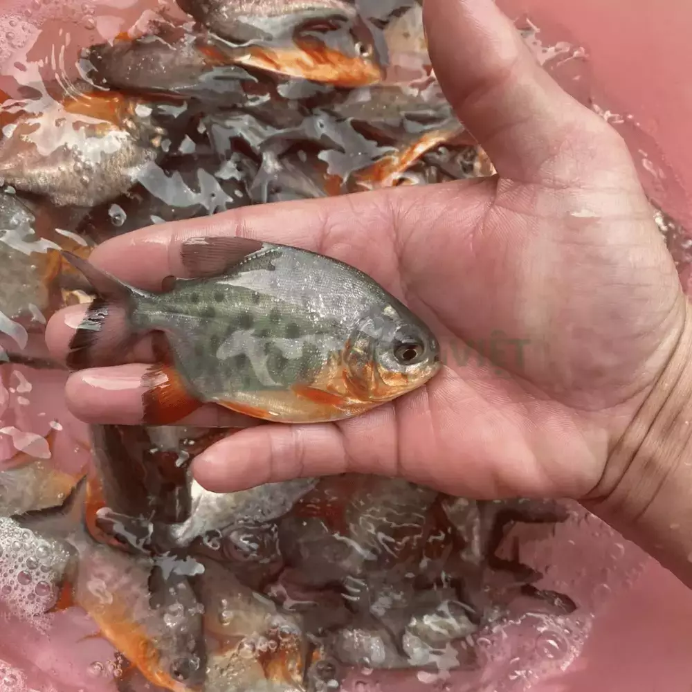 Cá chim vây đỏ giống