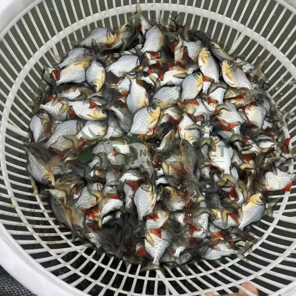 Cá chim vây đỏ giống