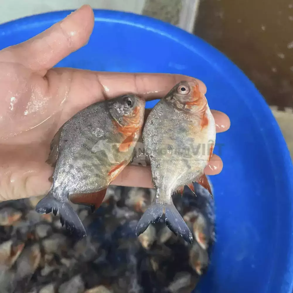 Cá chim vây đỏ giống