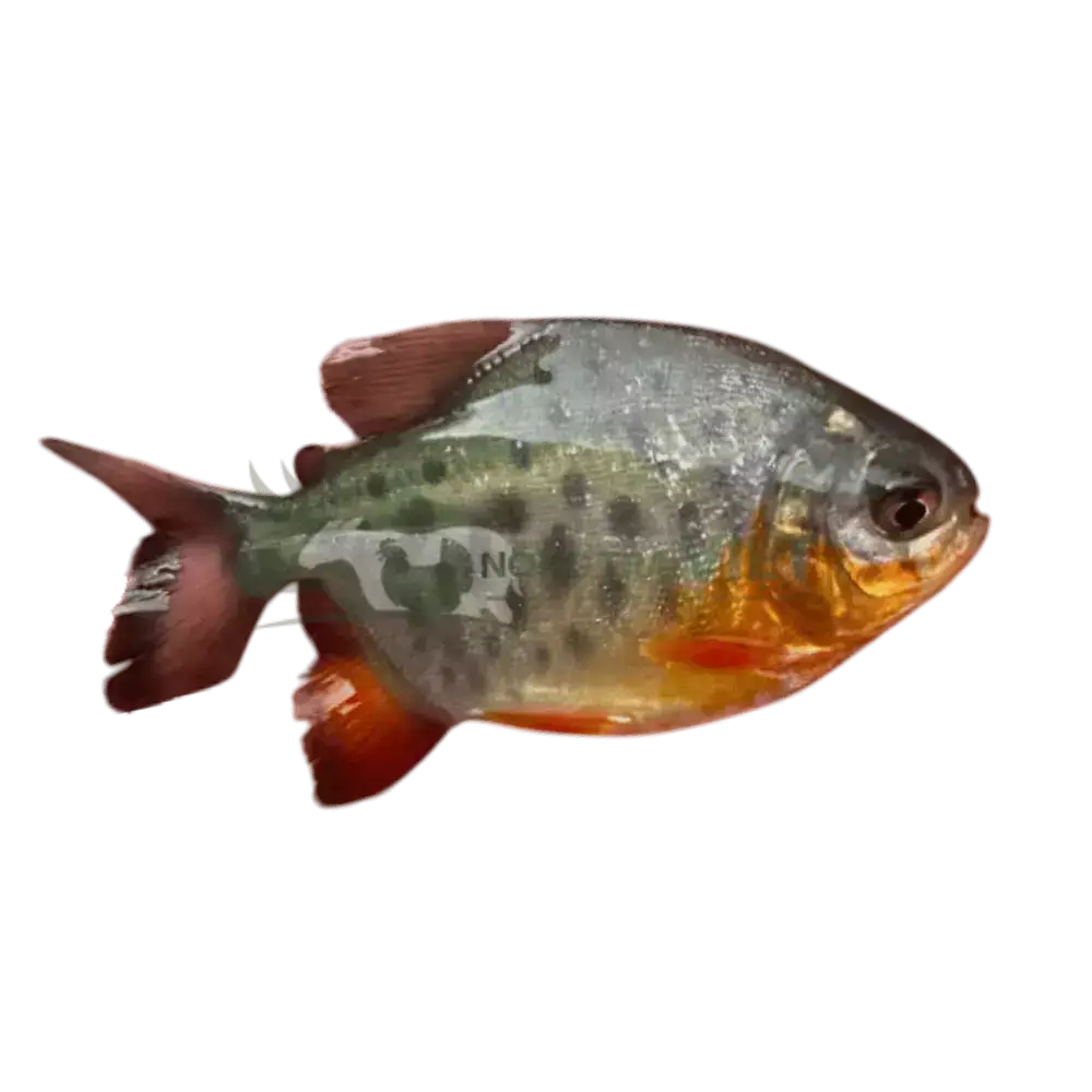 Cá chim vây đỏ giống