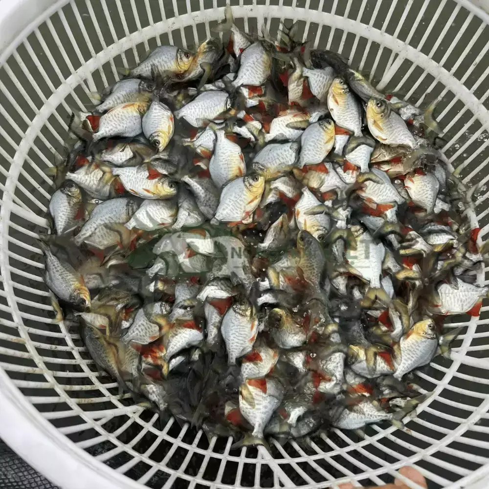 Cá chim vây đỏ giống
