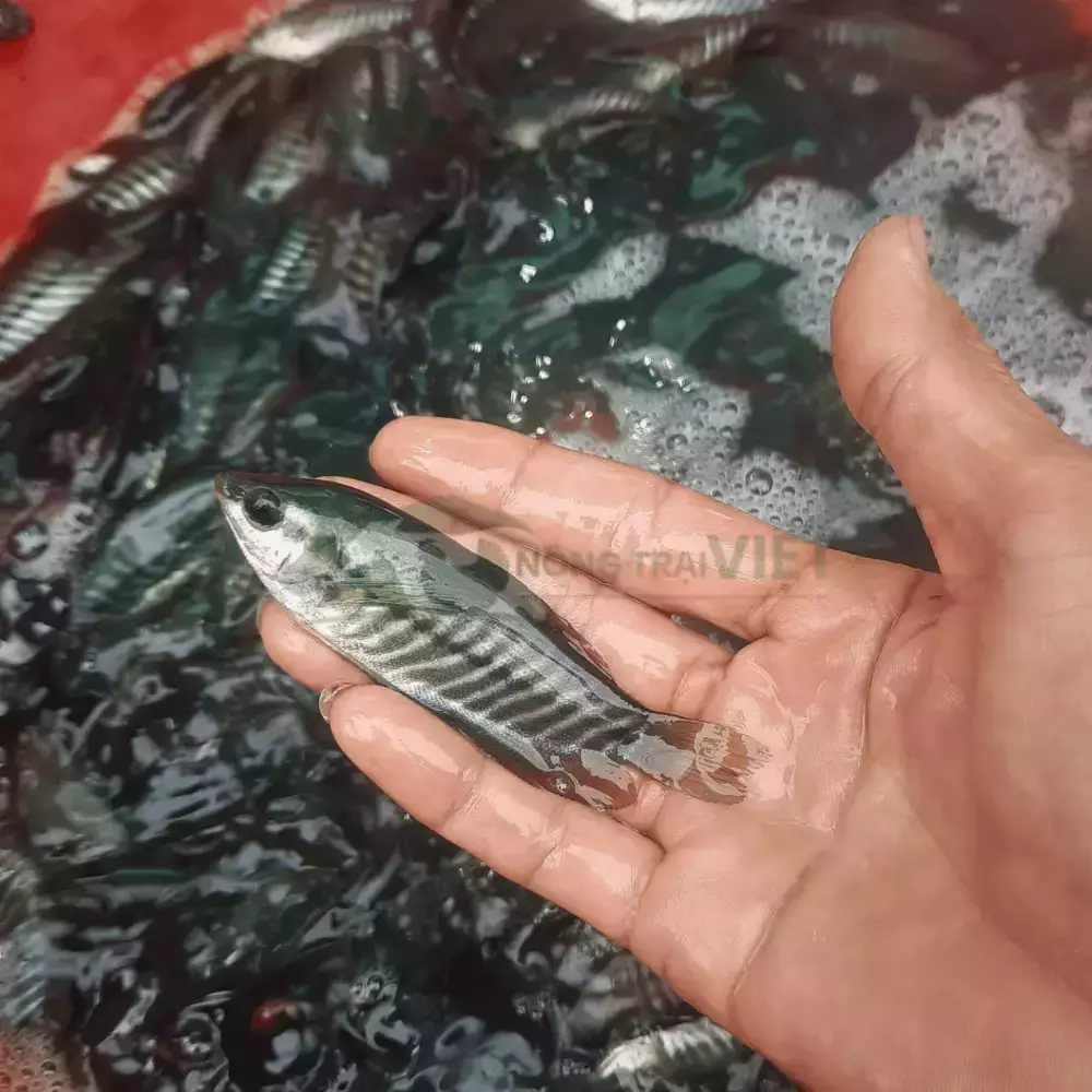 Cá sặc rằn giống