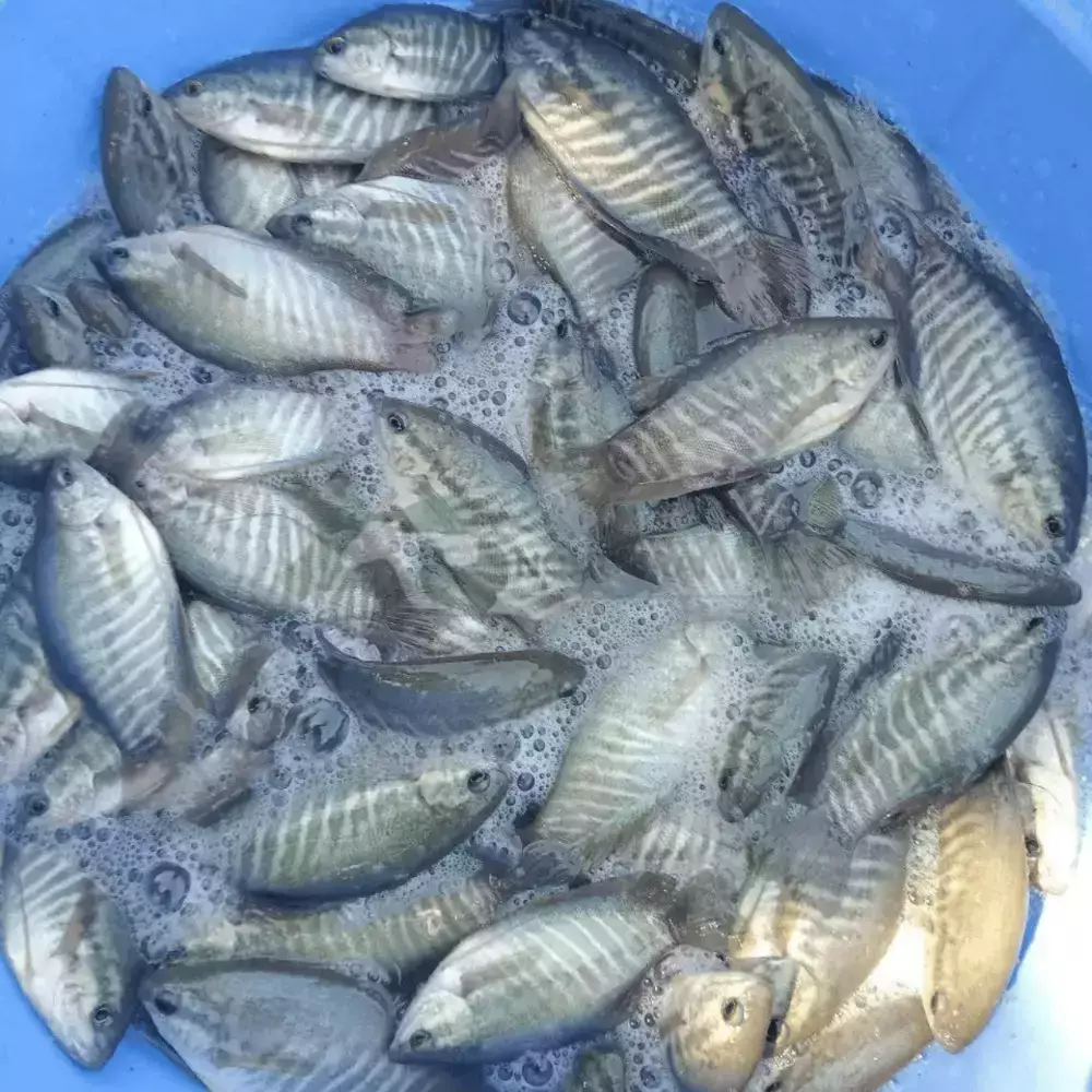 Cá sặc rằn giống