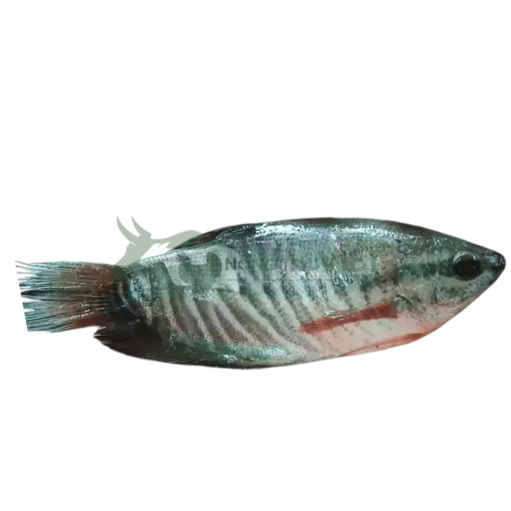 Cá sặc rằn giống