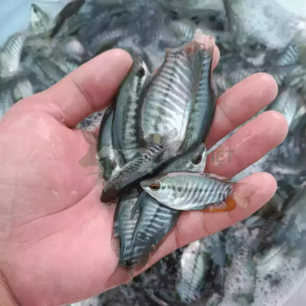 Cá sặc rằn giống