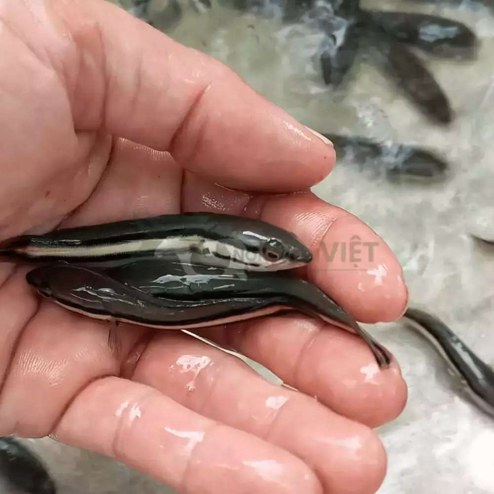 Cá lóc bông giống