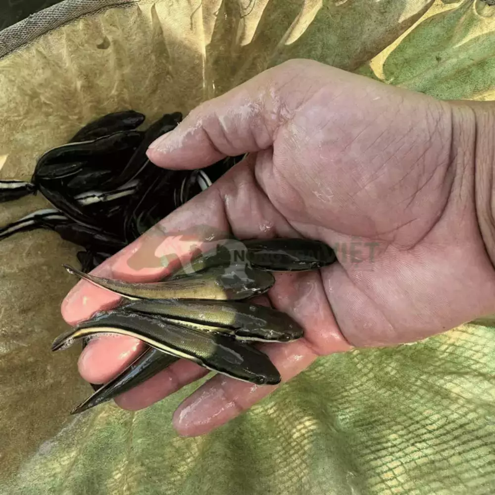 Cá lóc bông giống