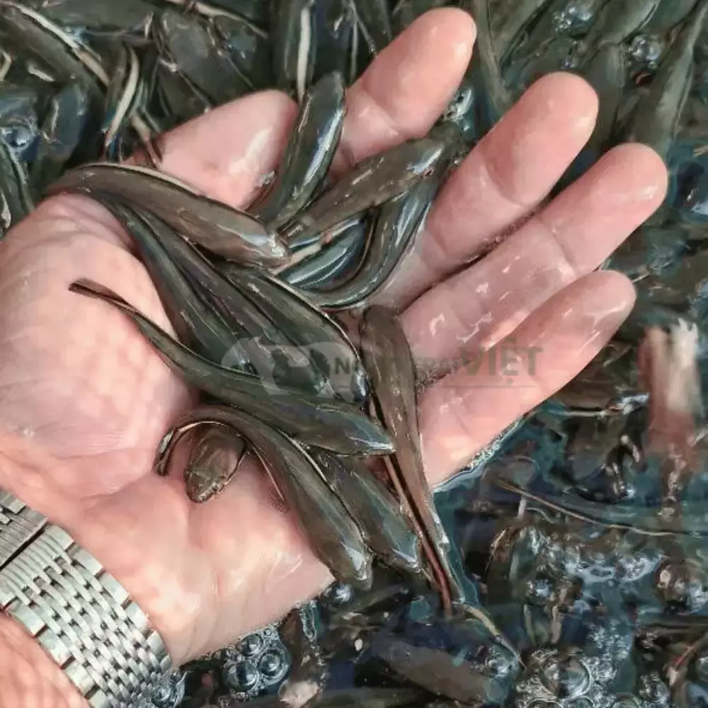 Cá lóc bông giống