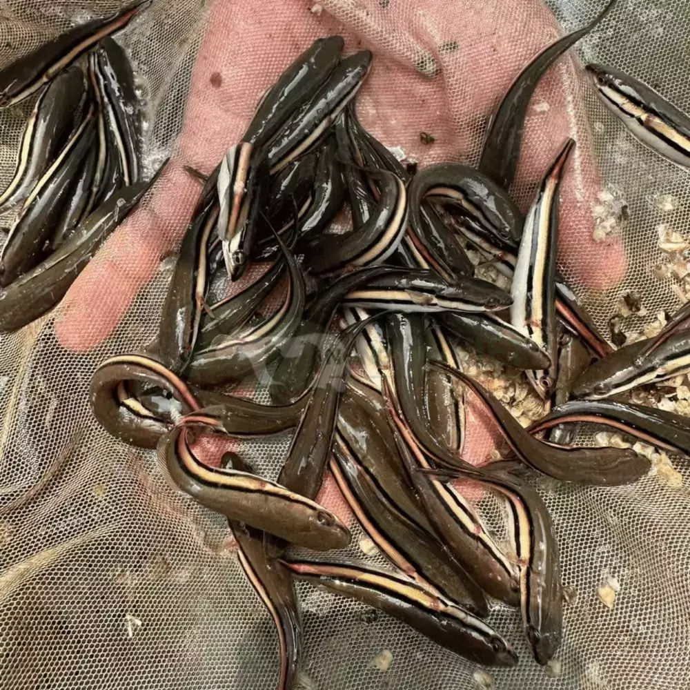 Cá lóc bông giống