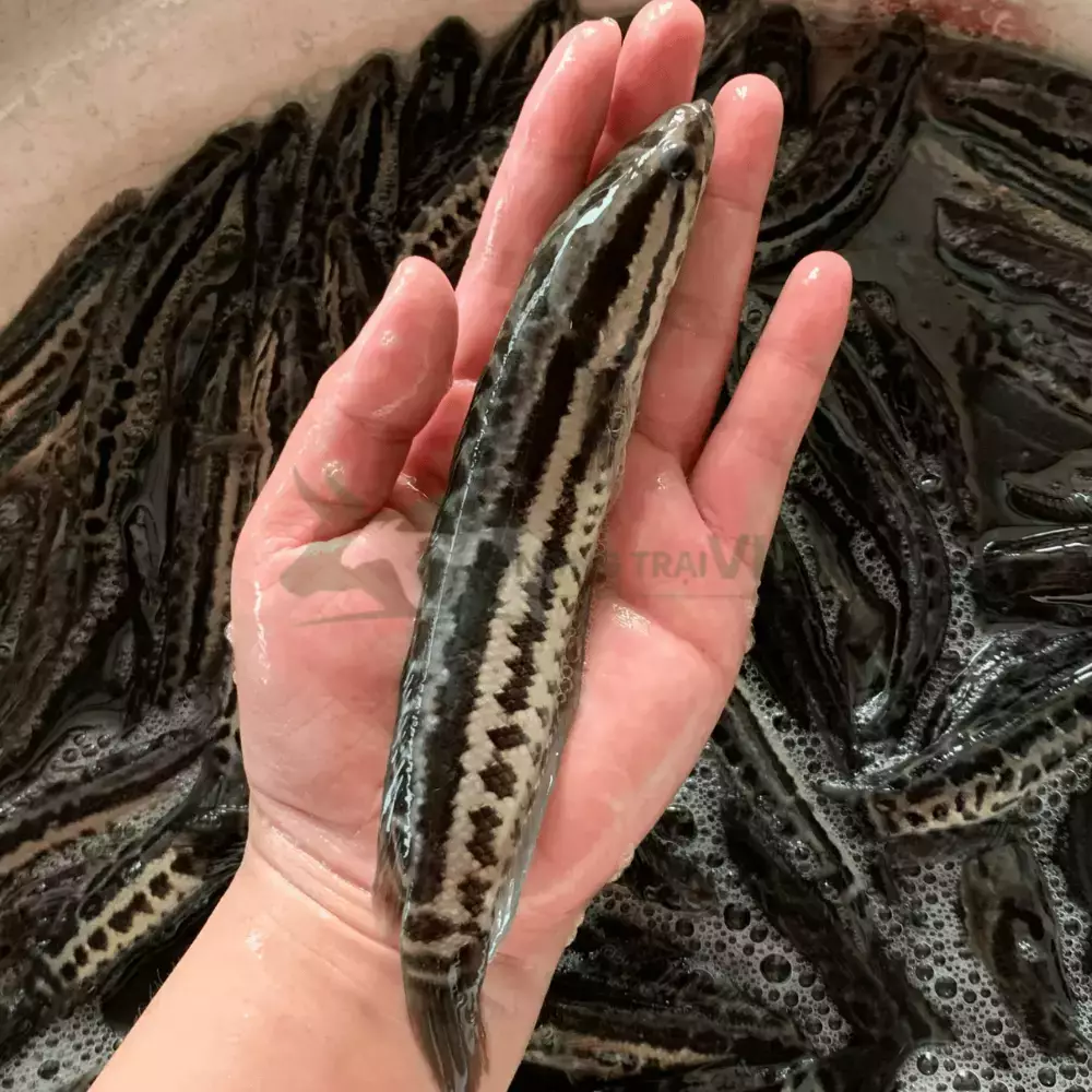 Cá chuối hoa giống