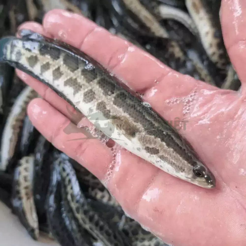 Cá chuối hoa giống