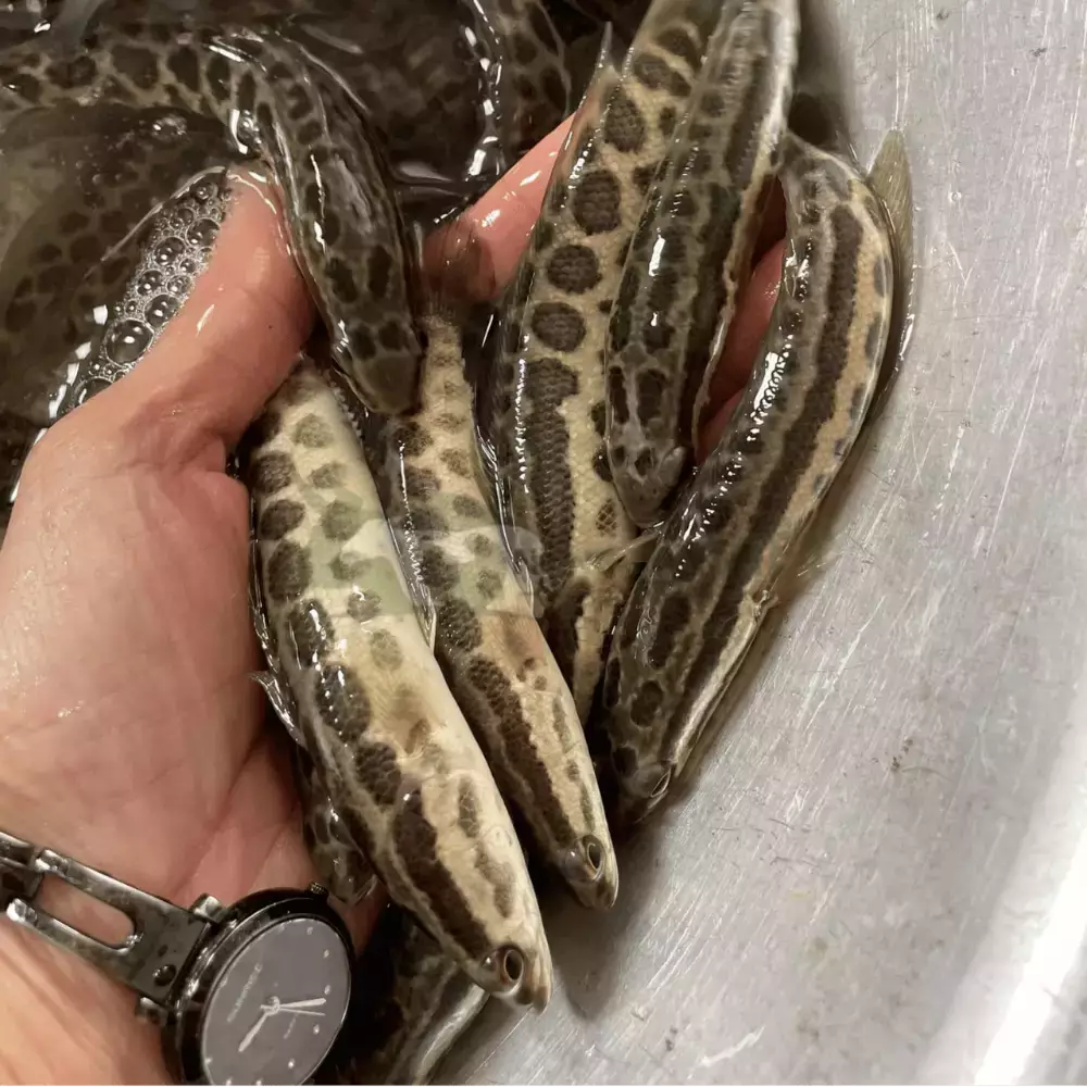 Cá chuối hoa giống