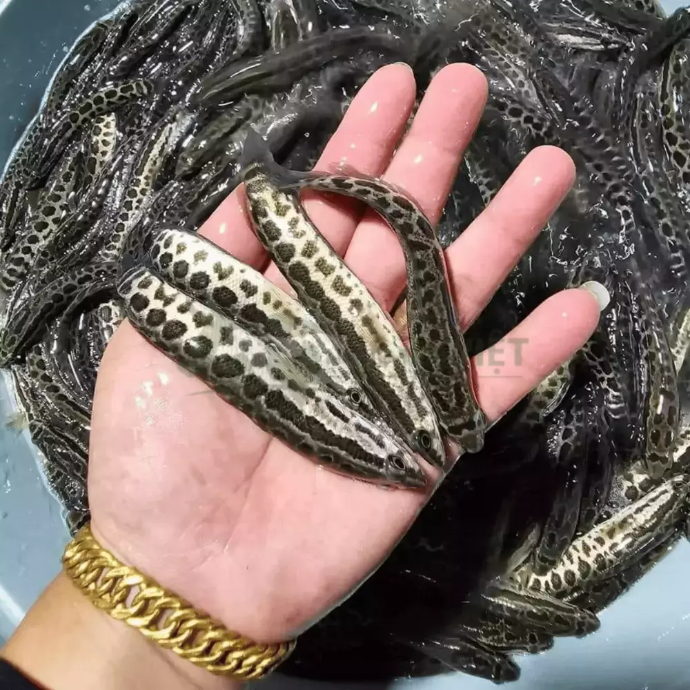 Cá chuối hoa giống