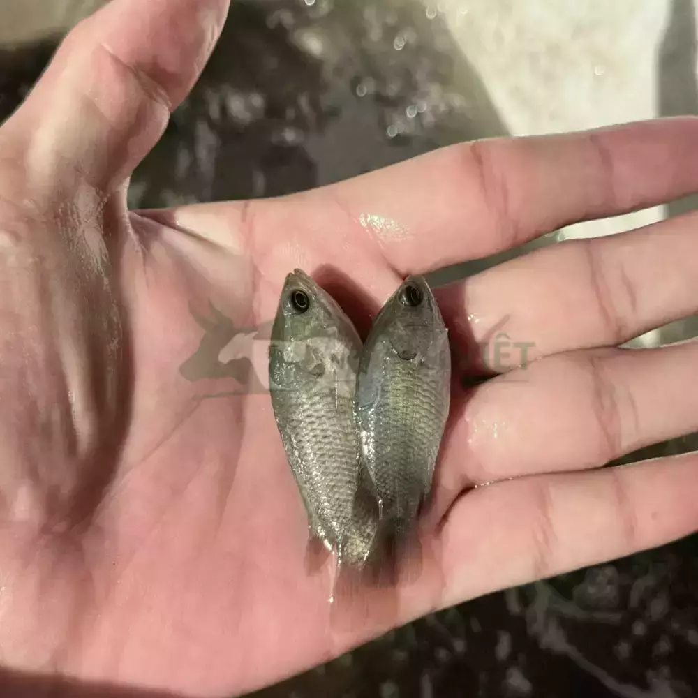 Cá rô đầu vuông