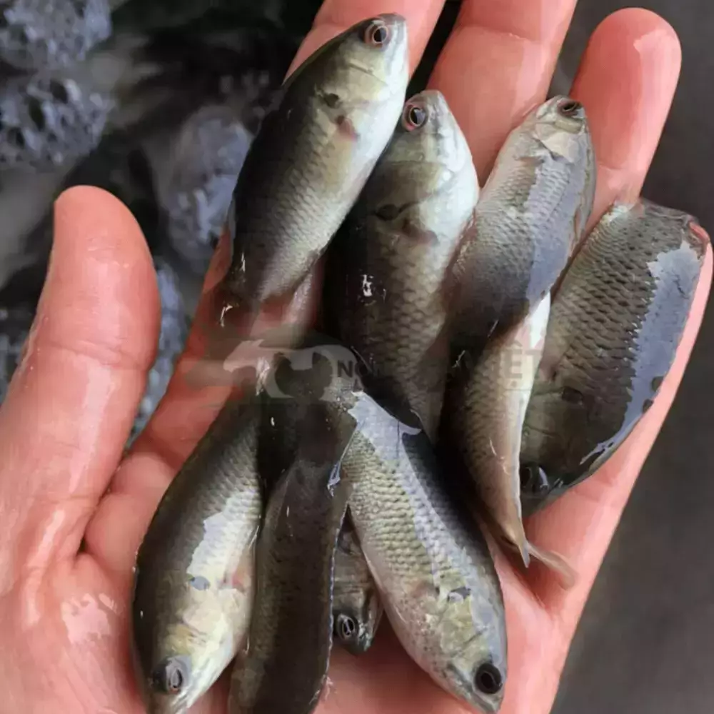 Cá rô đầu vuông