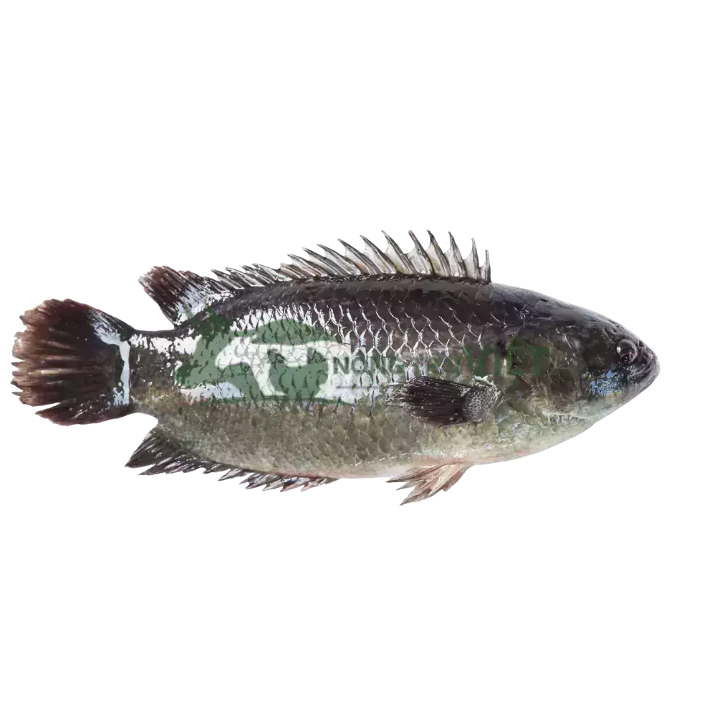 Cá rô đầu nhím giống