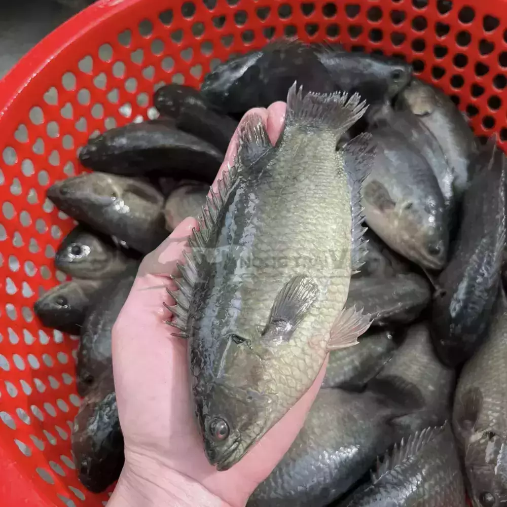 Cá rô đầu nhím giống