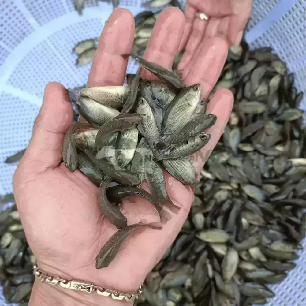 Cá rô đầu nhím giống