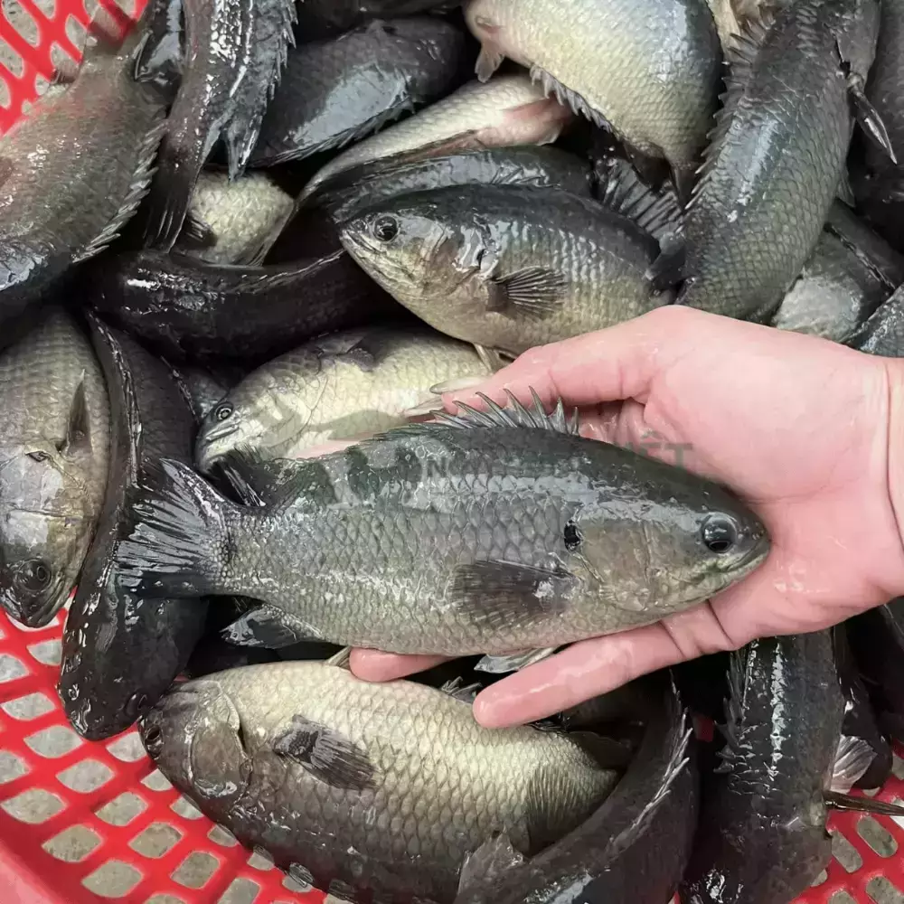 Cá rô đầu nhím giống