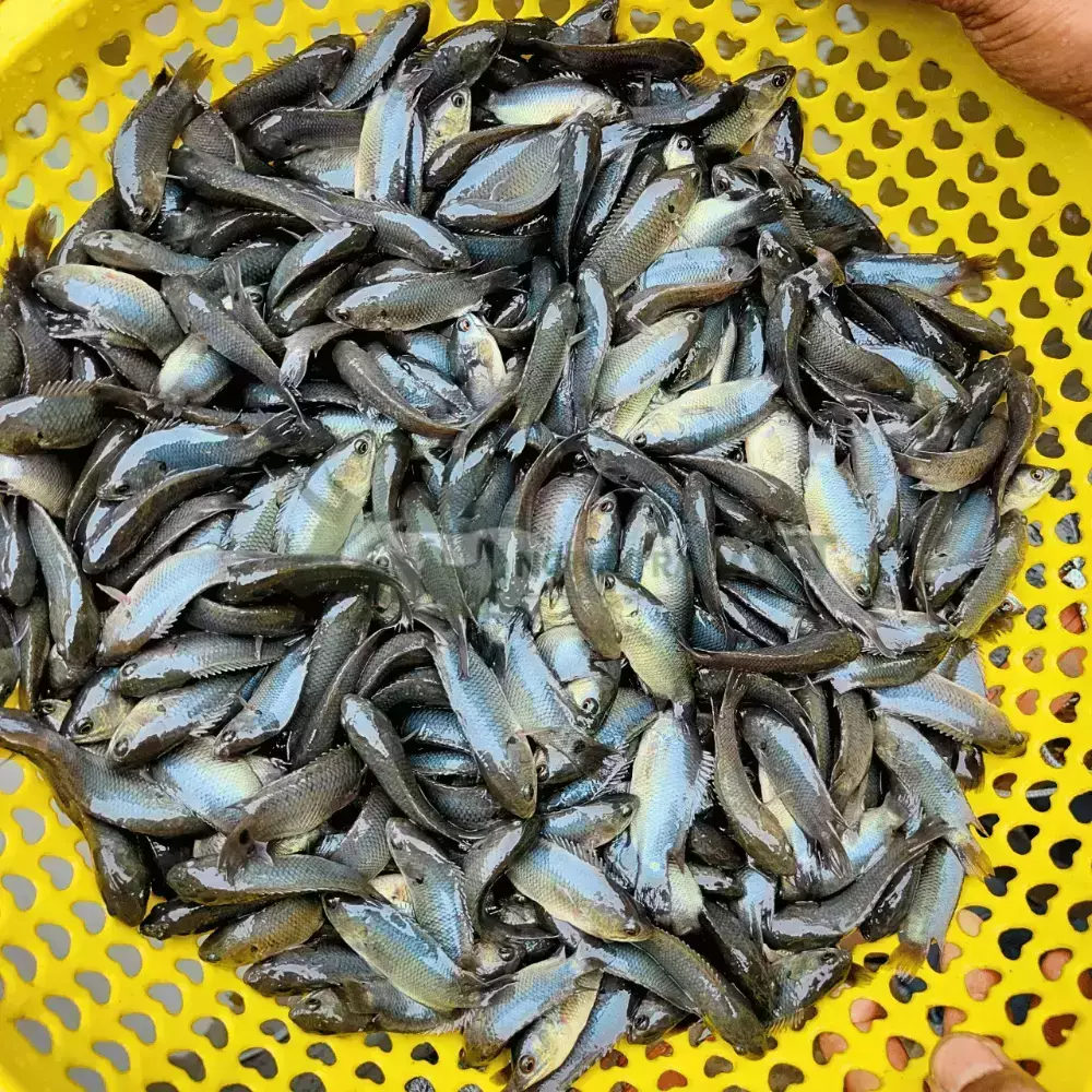 Cá rô đầu nhím giống