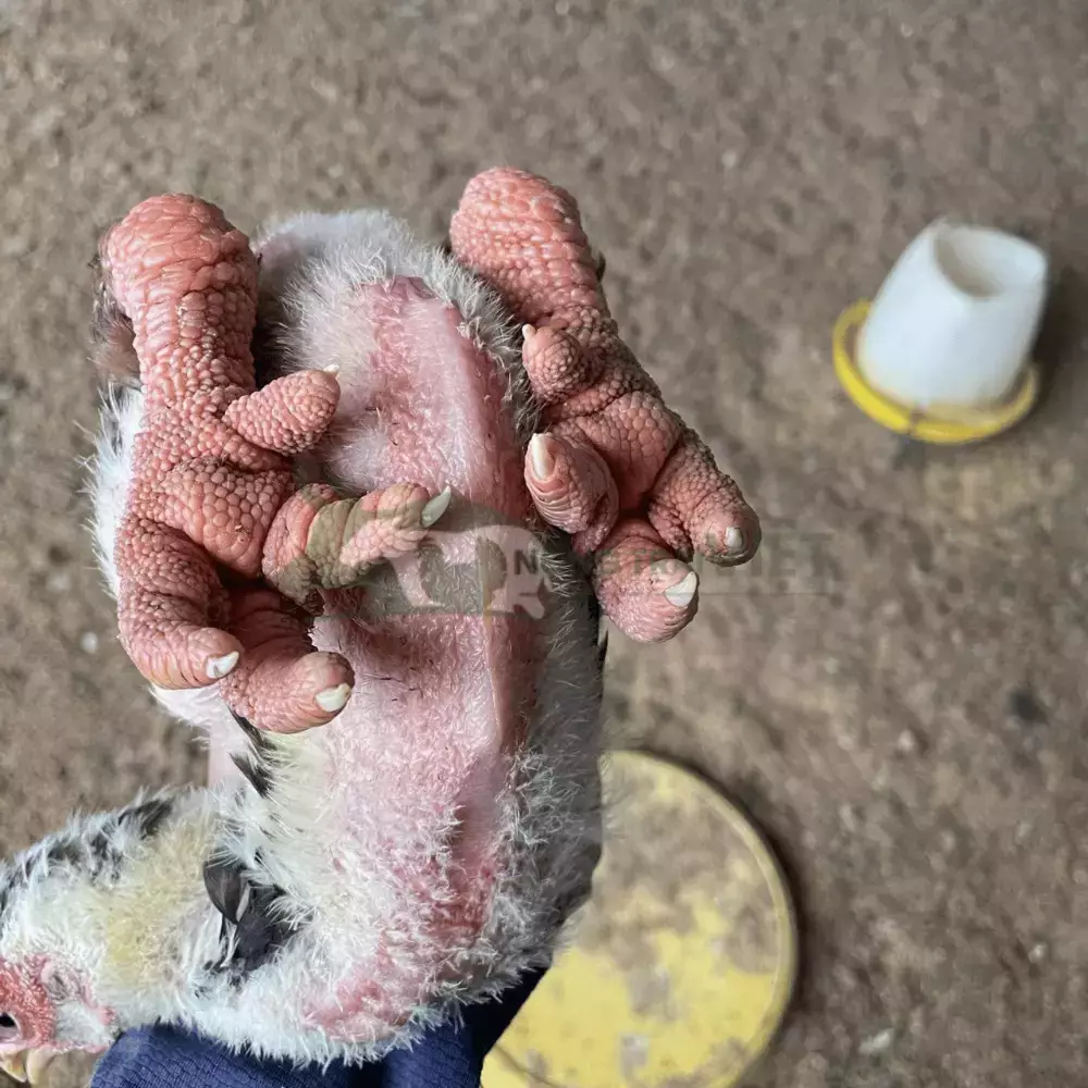 Gà Đông Tảo Giống