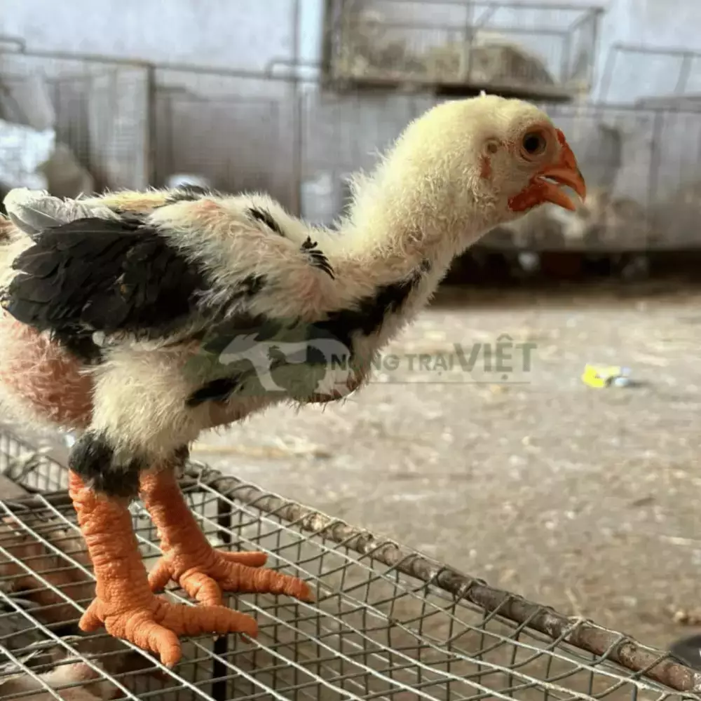 Gà Đông Tảo Giống