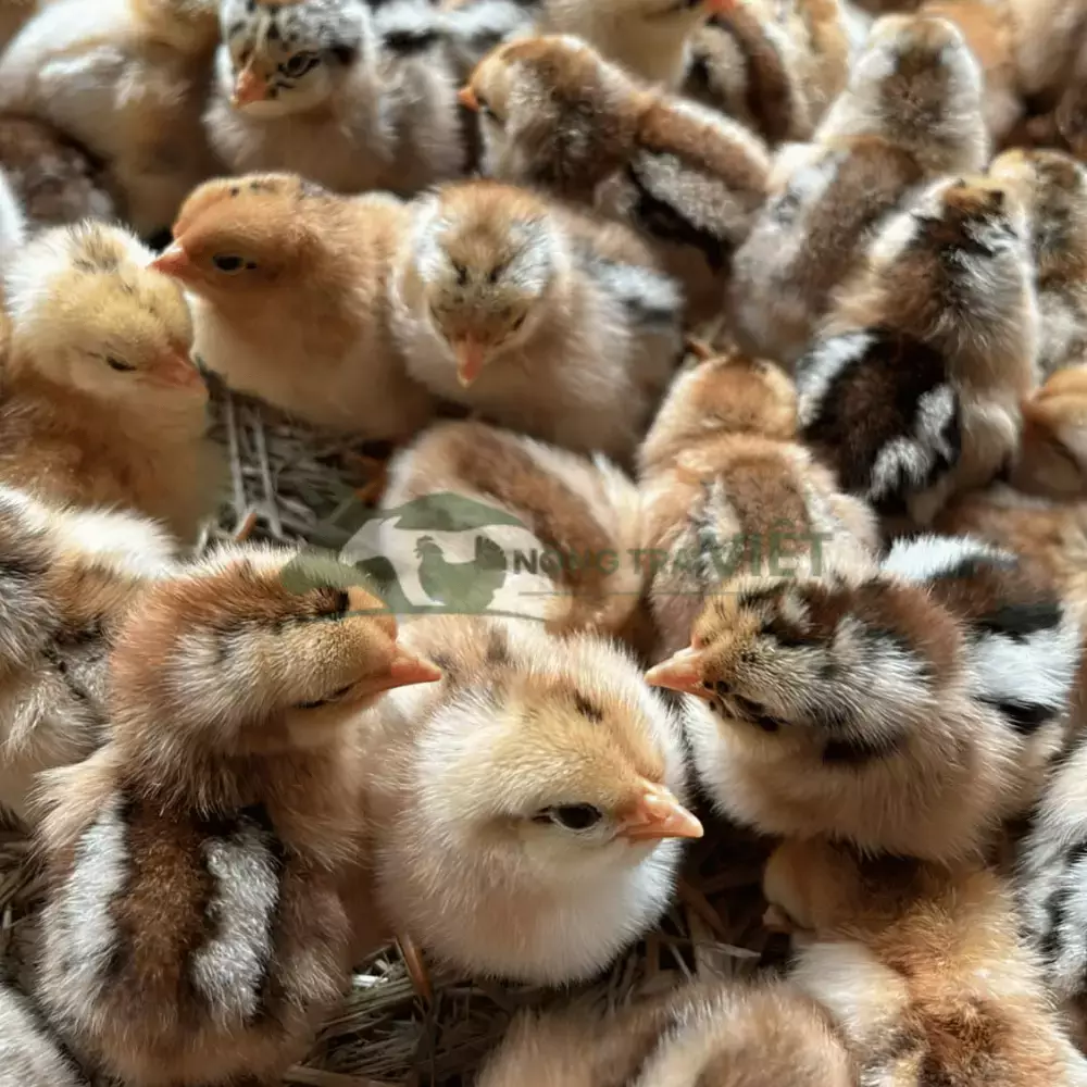 Gà lai chọi sọc